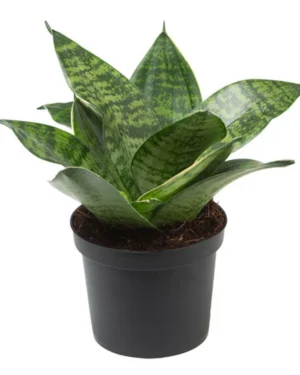 Sansevieria Green Snake Plant with upright, sword-shaped leaves in a decorative pot, suitable for indoor décor