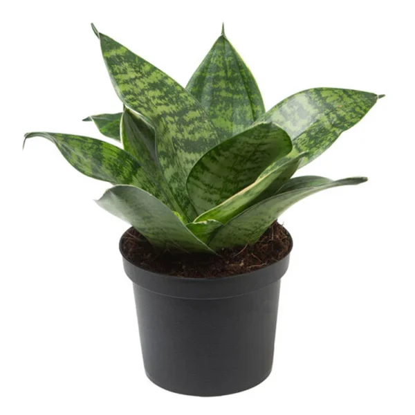 Sansevieria Green Snake Plant with upright, sword-shaped leaves in a decorative pot, suitable for indoor décor