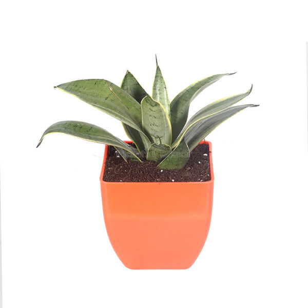 Snake Plant - Sansevieria Dwarf Moonshine [in Nursery Pot]