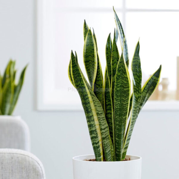 Snake Plant- Sansevieria Trifasciata (Large)  [in Nursery Pot]