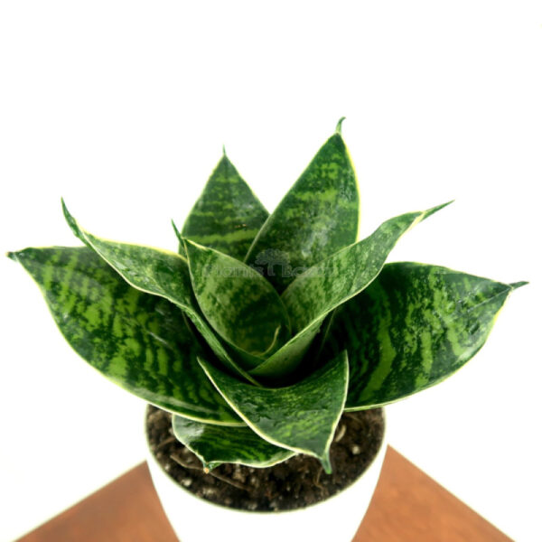 Sansevieria Green Snake Plant with upright, sword-shaped leaves in a decorative pot, suitable for indoor décor