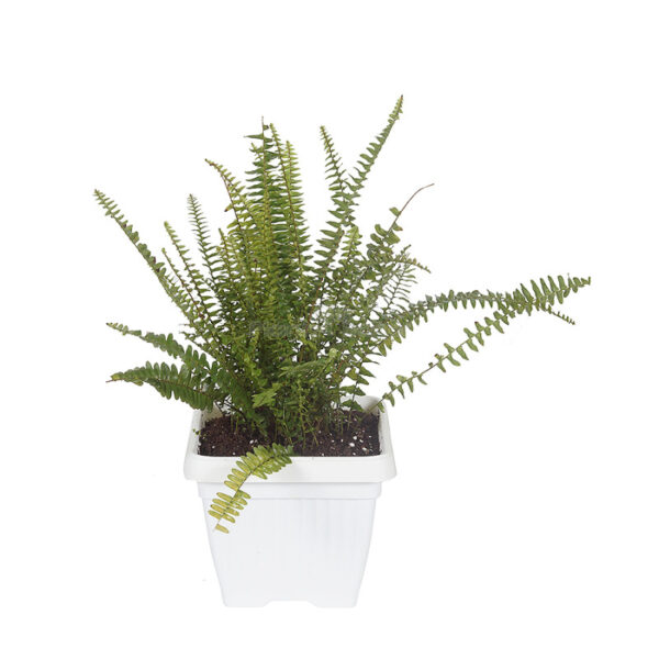 Sword Fern - Boston fern Plant [in Nursery Pot]
