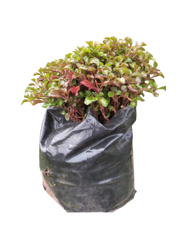 Alternanthera – Compact Colour Accent