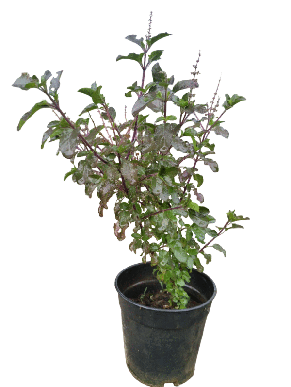 Tulsi Plant – Sacred & Air-Purifying