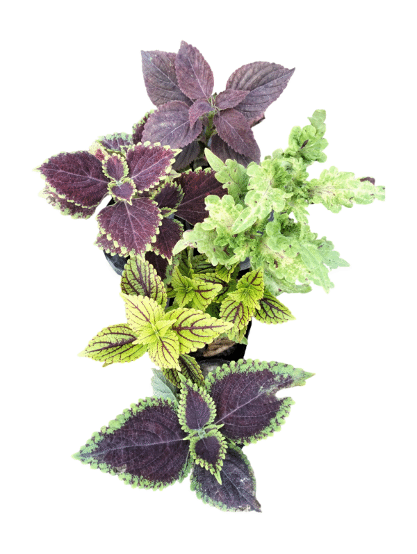Coleus Plant Combo – Set of 5 Varieties
