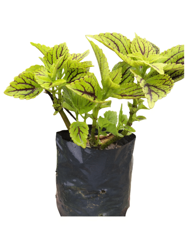Coleus Plant – Golden Green Foliage