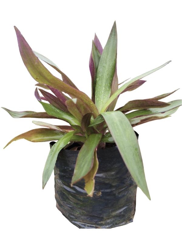 Rhoeo Plant – Purple & Green Foliage