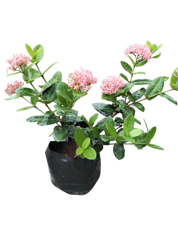 Exora Plant – Light Pink Pune Variety
