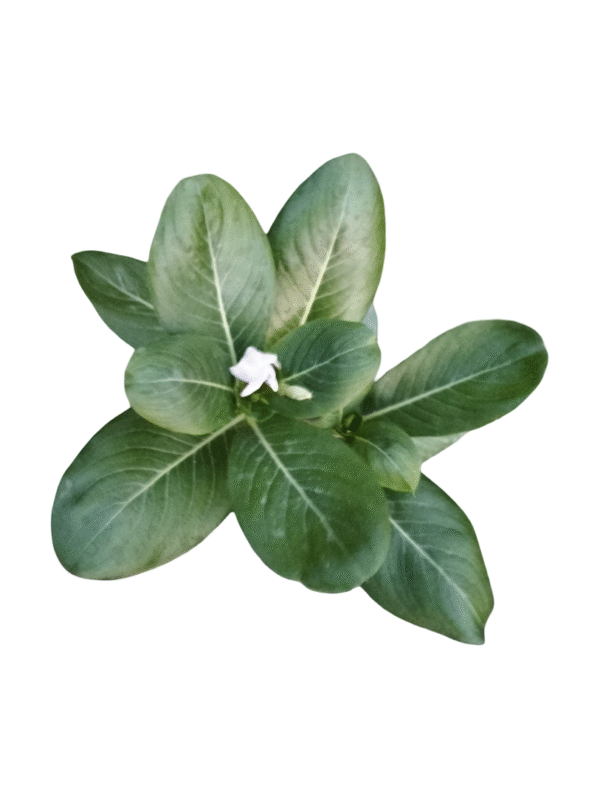Sadabahar – White Flowers in Nursery Bag