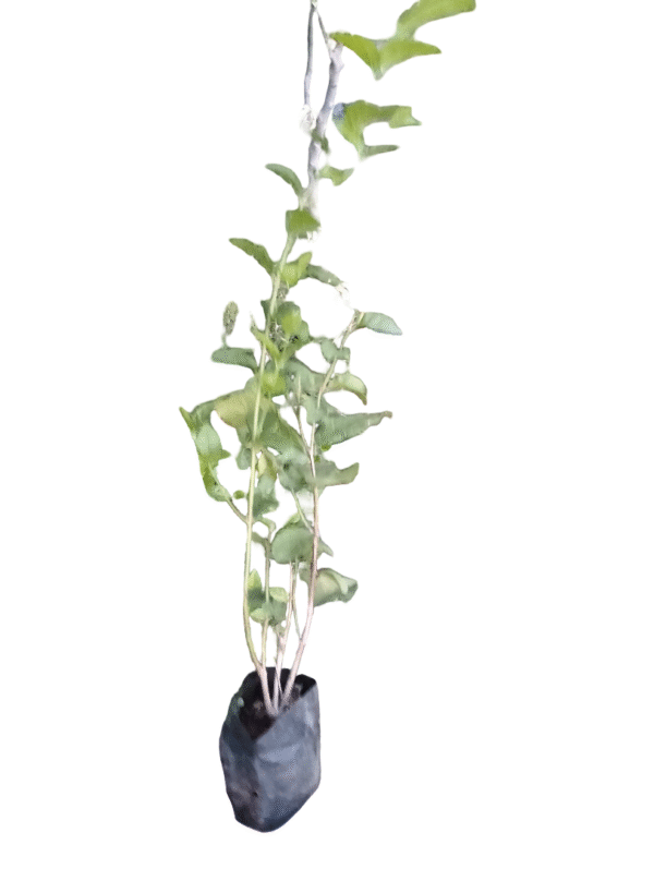 Mogra Plant – Fragrant Jasmine in Nursery Bag