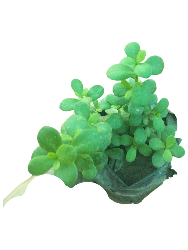 Jade Plant – Pune Broad Leaf in Nursery Bag