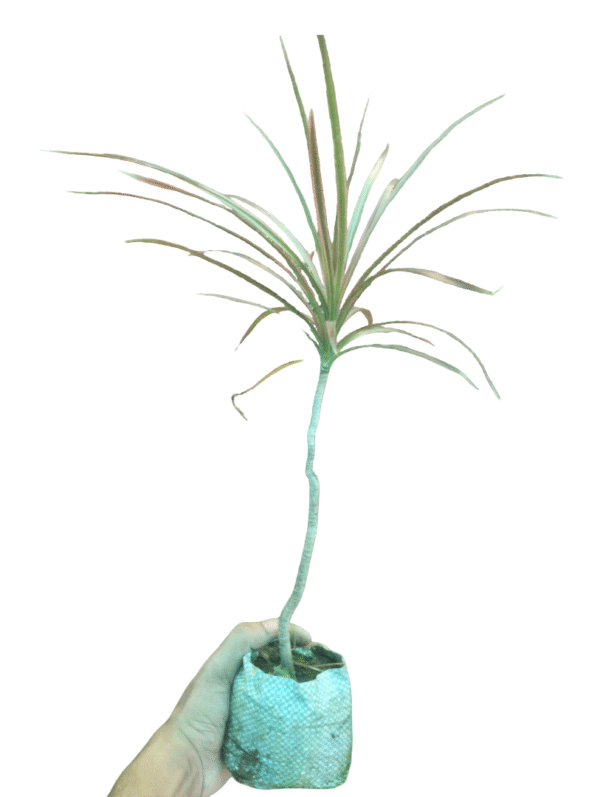 Dracaena Colorama- Red