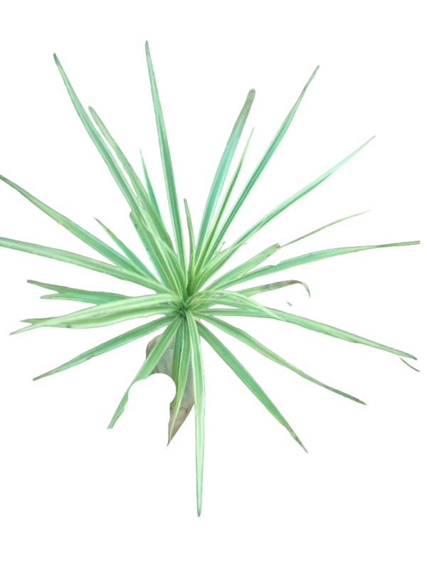 Dracaena Marginata Green – in Nursery Bag