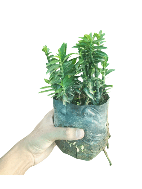 Euphorbia Plant – Multi-Stem
