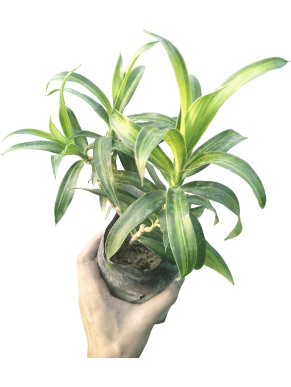 Dracaena Messenger Green – Multi-Stem