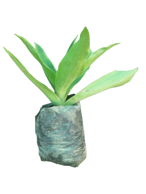 Agave Octopus Plant