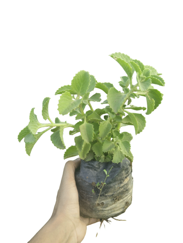Ajwain Plant – Aromatic Herb in Nursery Bag