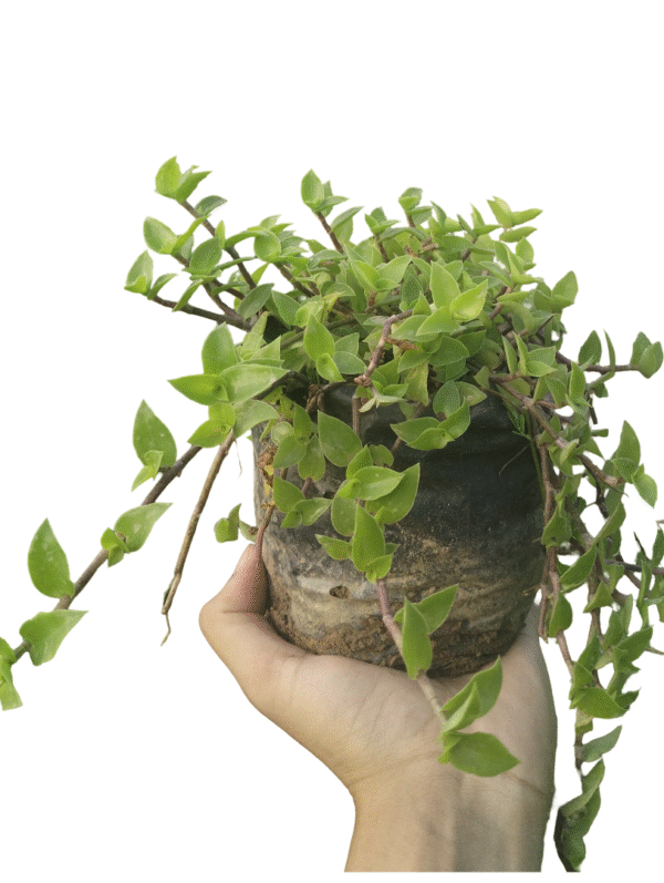 Turtle Vine – Cascading Beauty in Nursery Bag