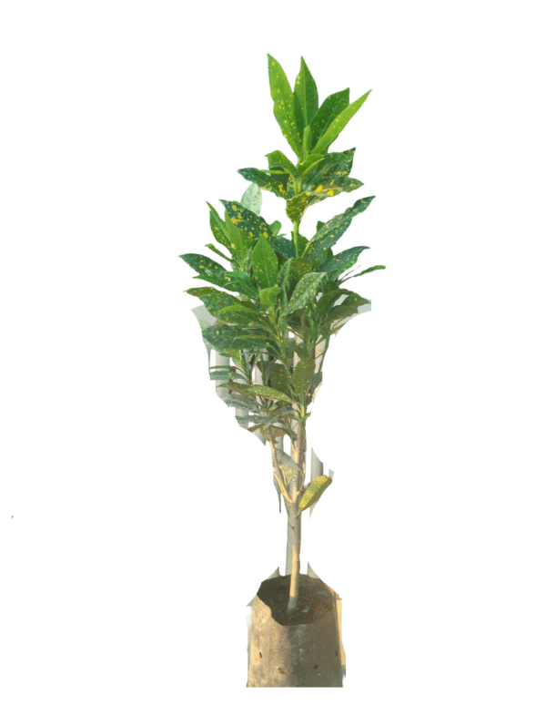 Croton Gold Dust