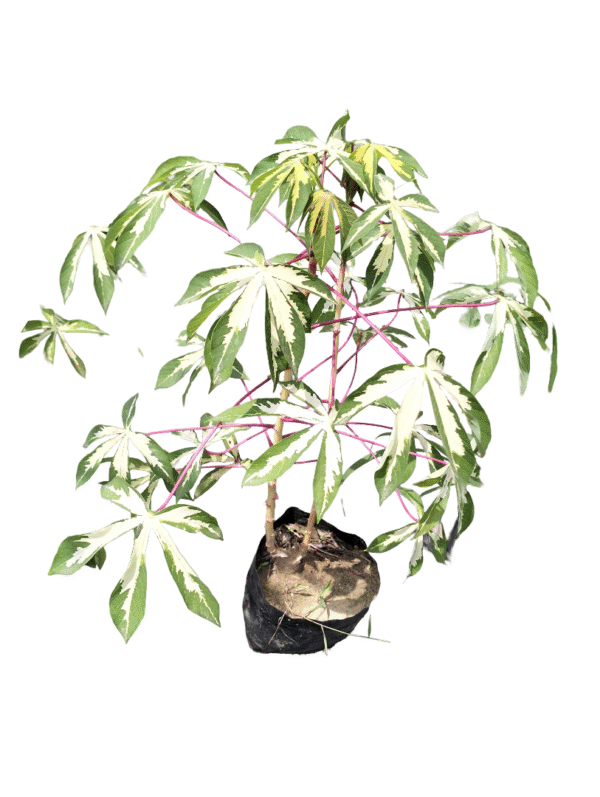 Manihot Plant with Lush Dense Leaves in Nursery Bag