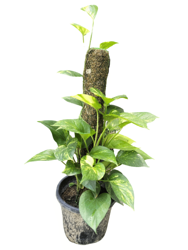 Money Plant with Moss stick