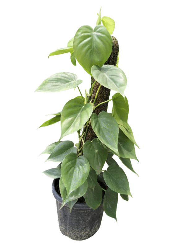 Heartleaf Philodendron on Moss Stick