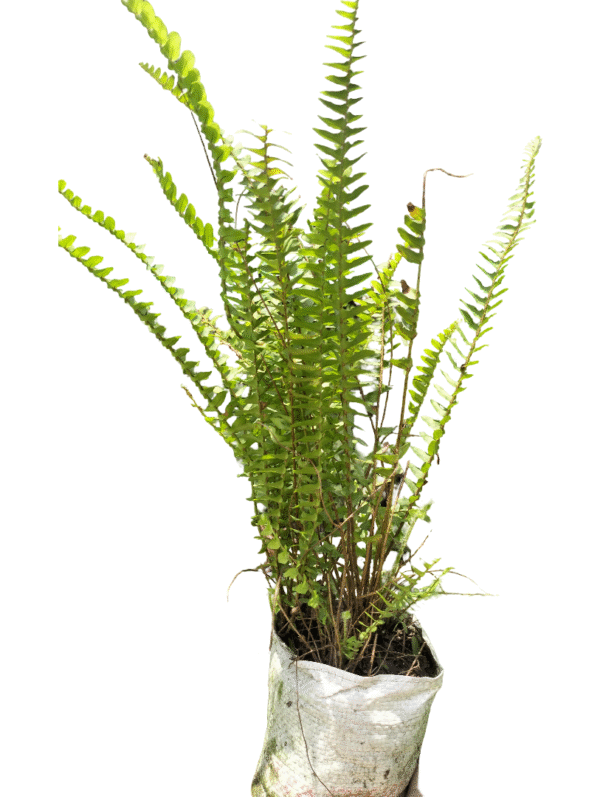Fern Plant in Nursery Bag