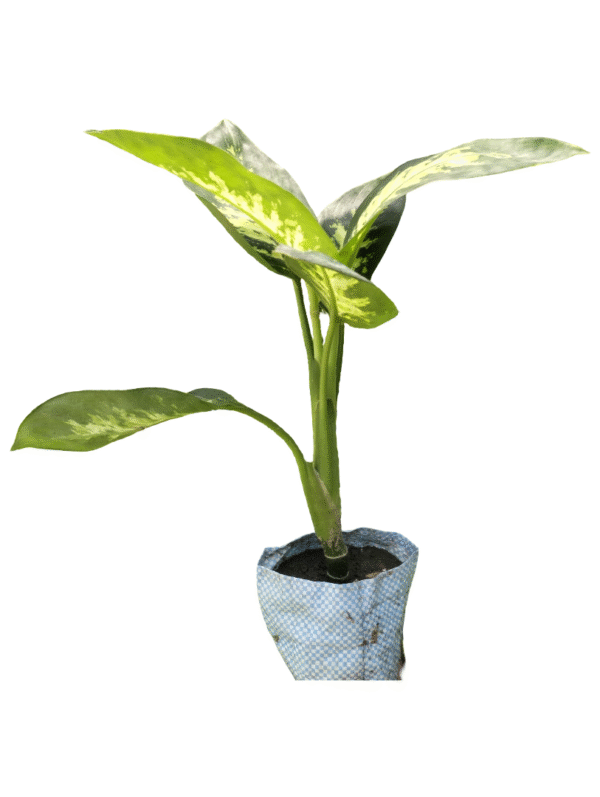 Dieffenbachia Plant in Nursery Bag- Medium size