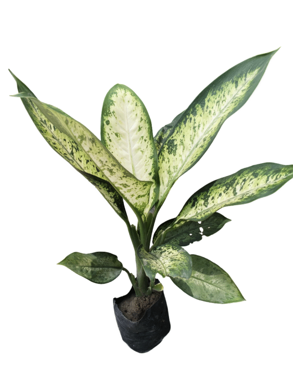 Dieffenbachia Pinky in Nursery Bag