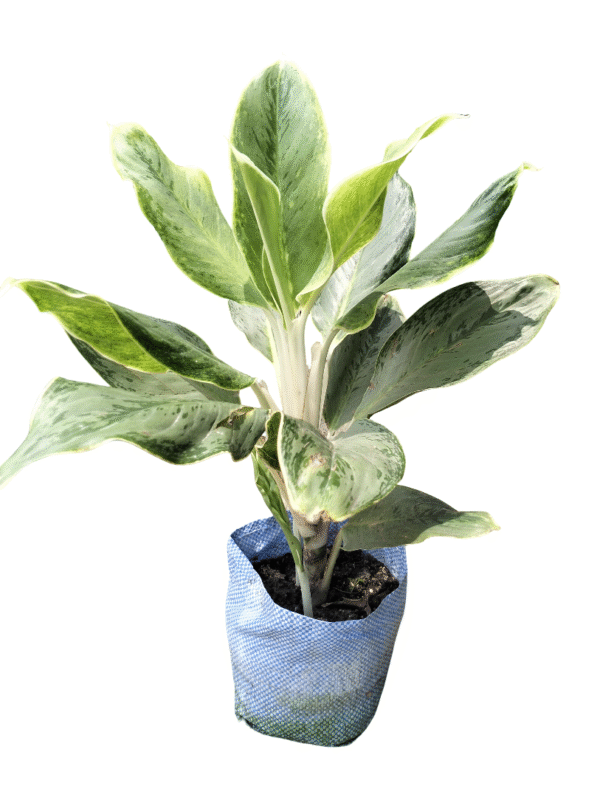 Aglonema White stem XL