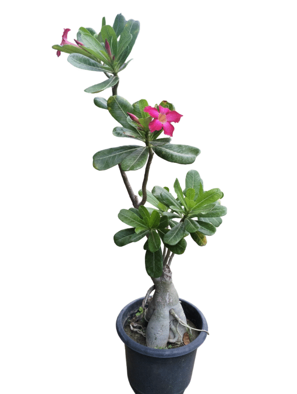 Adenium XL Bonsai – Pink Bloom (3 Ft)