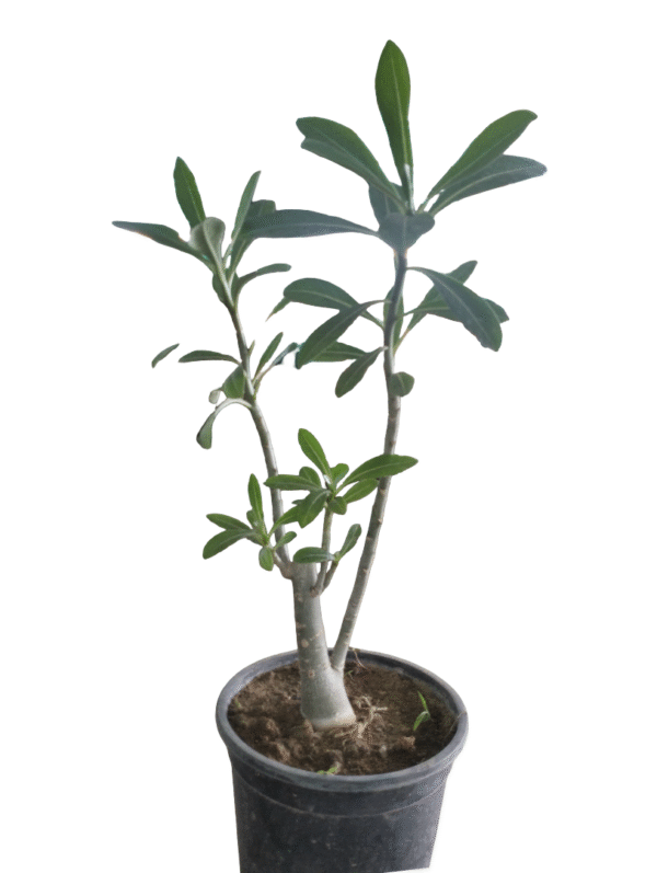 Adenium Medium – Desert Rose (1.5 Ft)