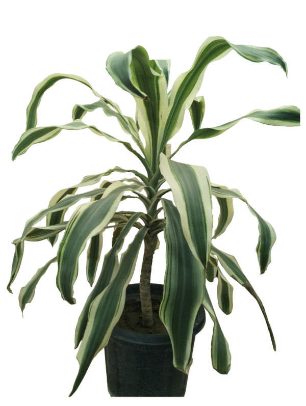 Dracaena Victoria XXL – 3 Ft