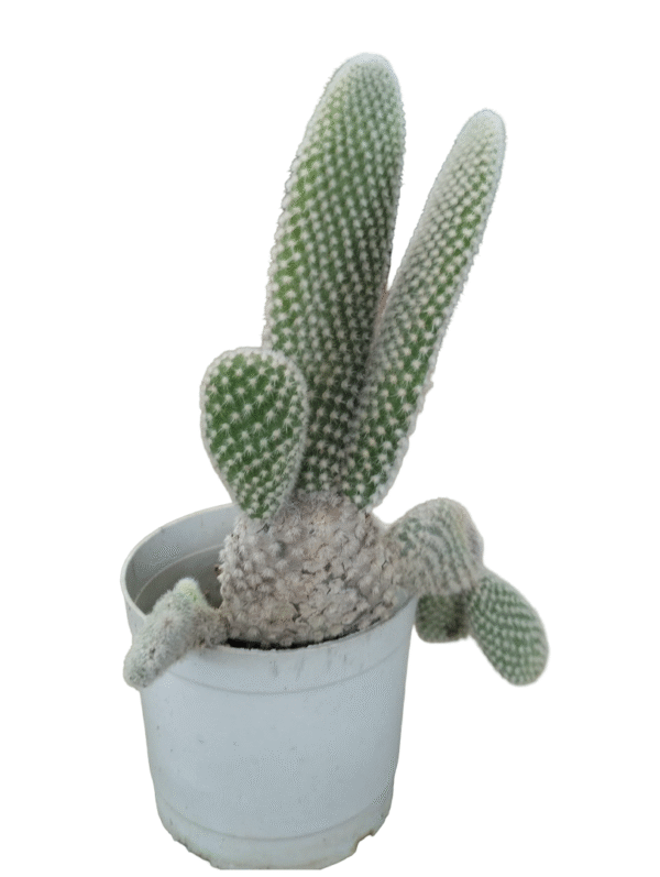 Bunny Ears Cactus – White Pot