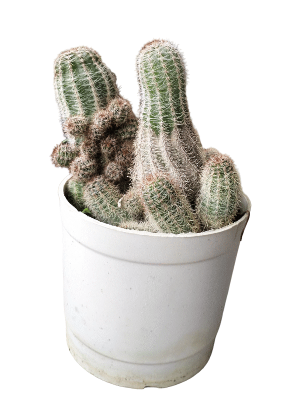 Peanut cactus