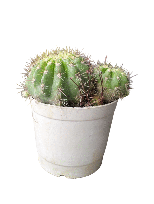 Easter Lily Cactus