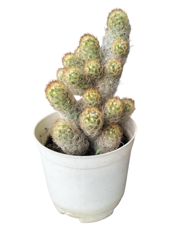 Lady Finger Cactus