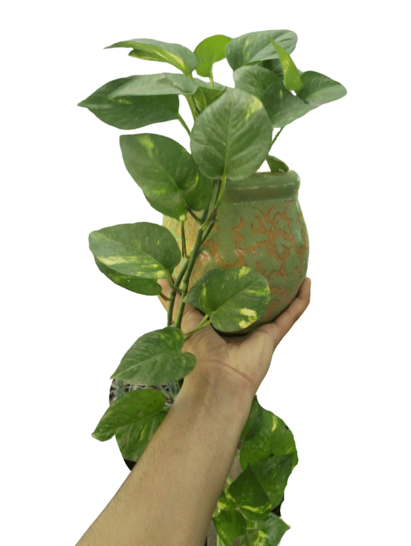 Money Plant in ceramic Pot