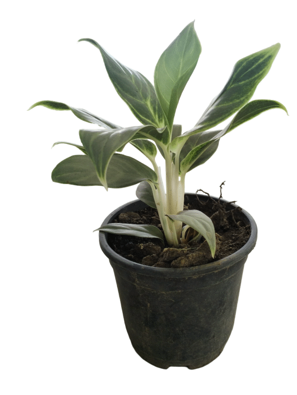 Aglonema White Stem