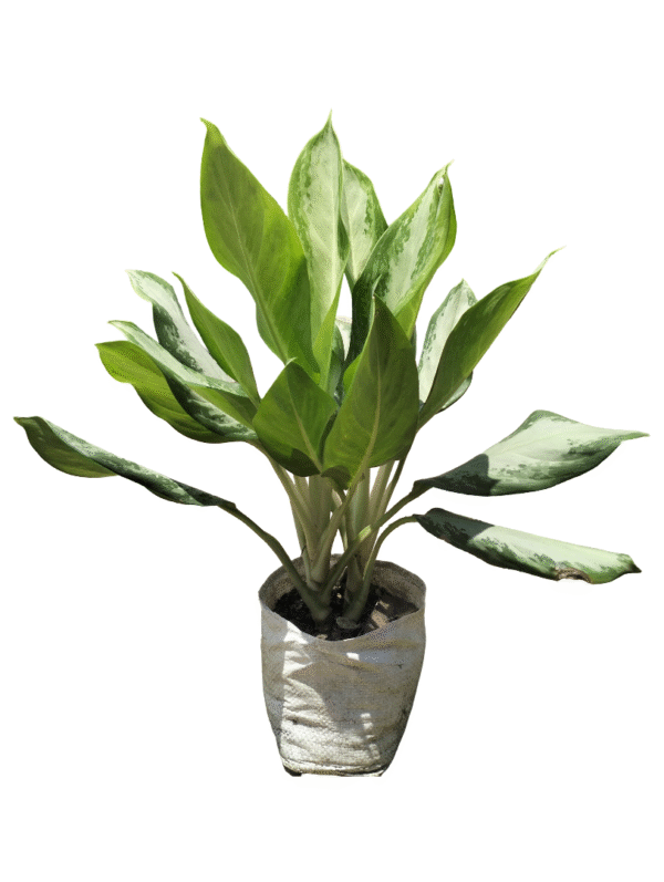 Aglonema Evergreen