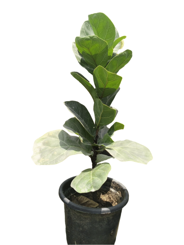 Fiddle Leaf -Large size