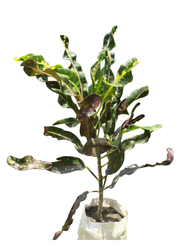 Croton Twisted Leaf – Multicolour