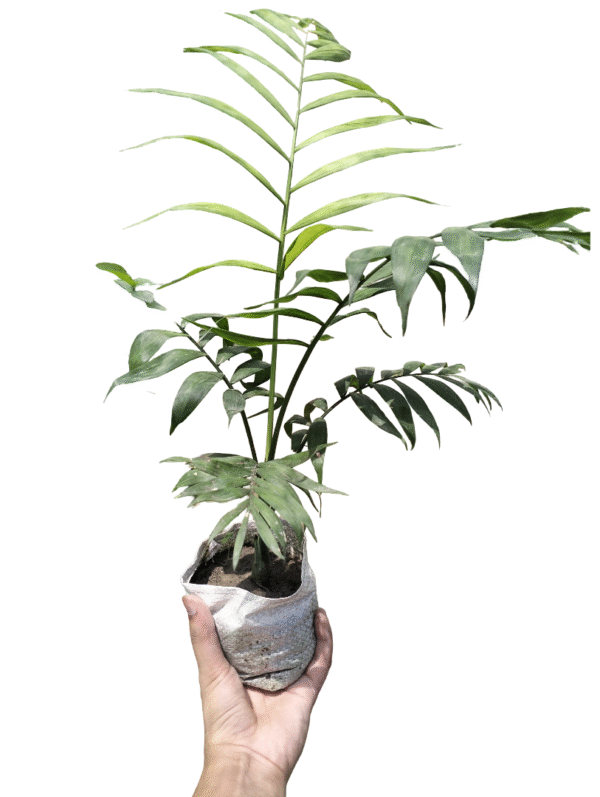 Chamaedorea Palm – Indoor Classic