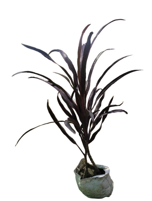 Croton Thin Leaf – Deep Purple