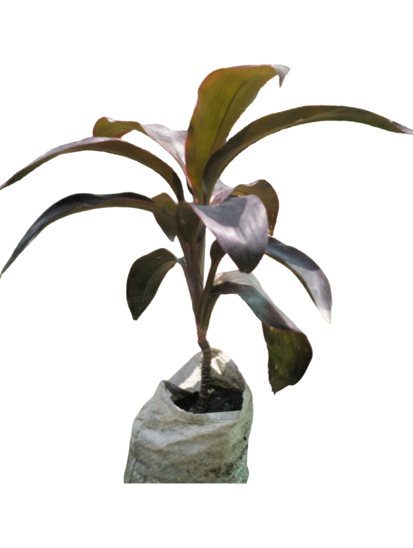 Dracaena Red Leaf – Compact Size