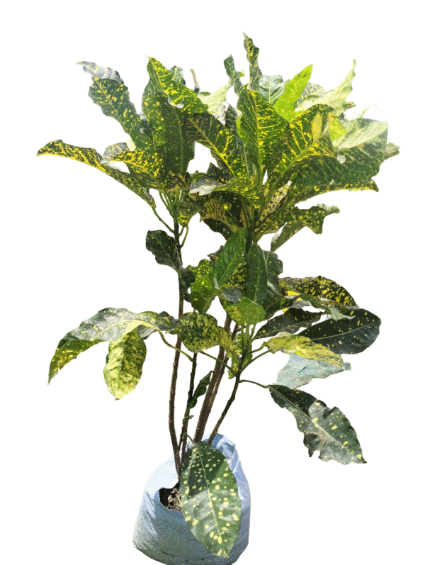 Croton XXL – Yellow Green Spread