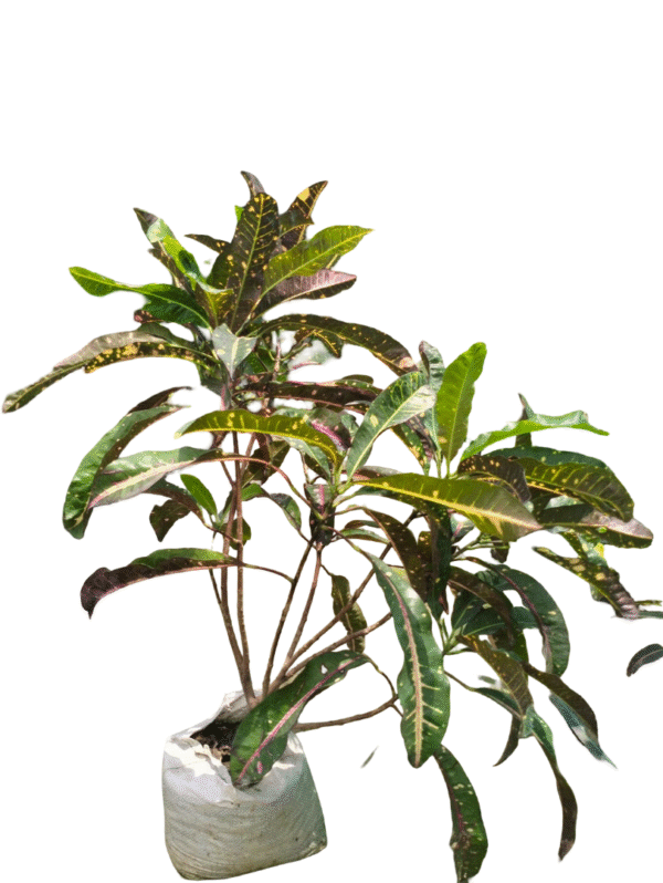 Croton XXL – Multicolour Variety