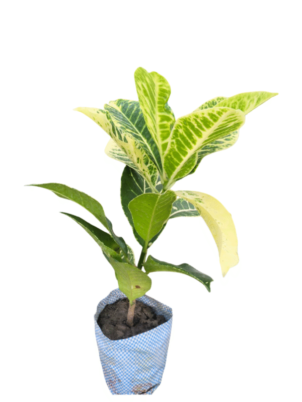 Petra Croton – Colour Splash-1.5 ft