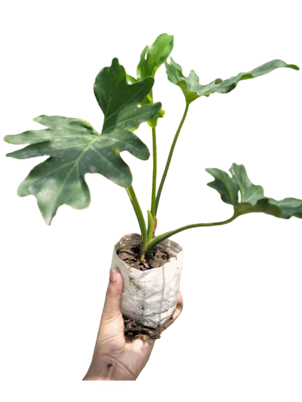 Philodendron Selloum – Lush & Textured