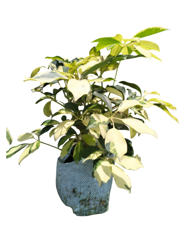 Schefflera Green – Compact Size
